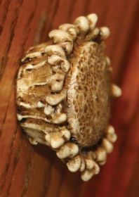 Antler Drawer Knobs Set of 2